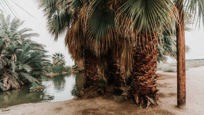 Green trees over water and sand and wood