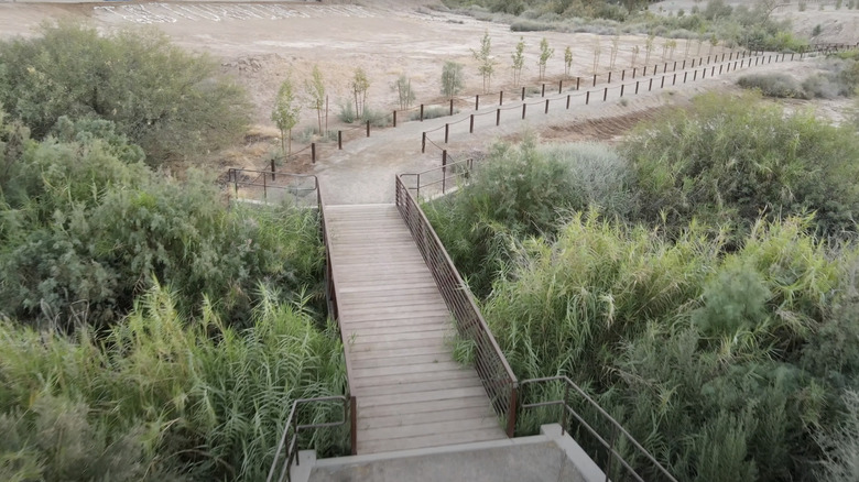 Green trees next to a wooden boardwalk near a desert