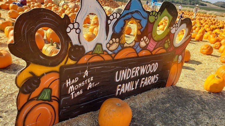 picture of the you pick fields at Underwood Family Farms in Moorpark