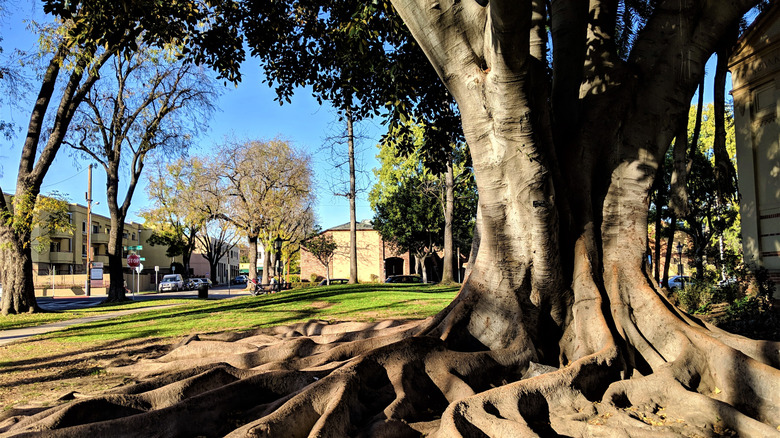 Moreton Bay Fig Tree, South Pasadena, California