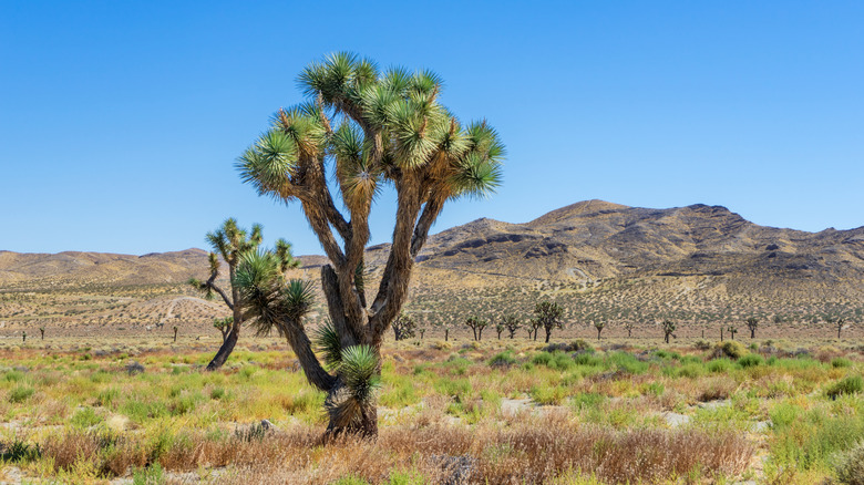 Tree in Mojave Desert, Adelanto