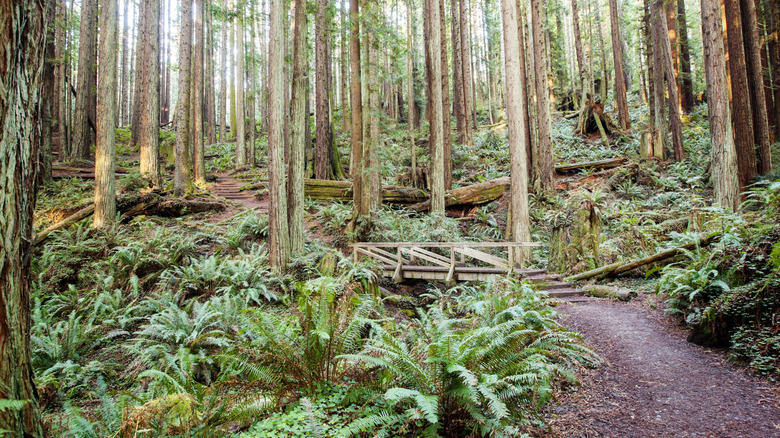 Redwood trees in the forest in Arcata, California