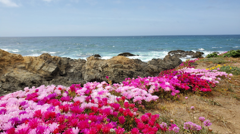 Mendocino Coast Botanical Gardens with ocean view