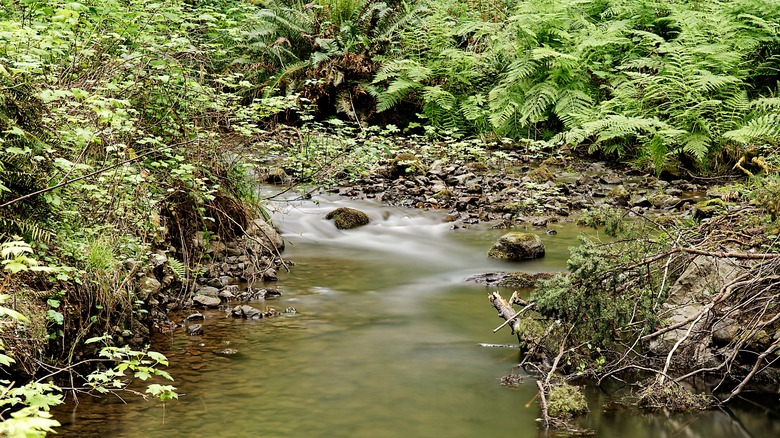 Little River in Van Damme State Park in Mendocino County, California