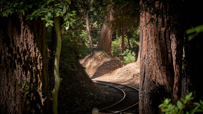 Railroad tracks amid the redwoods, California