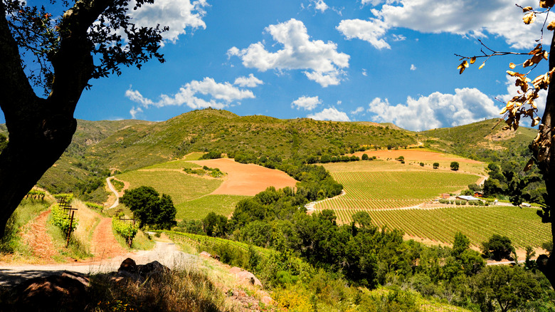View of vineyards in Sonoma