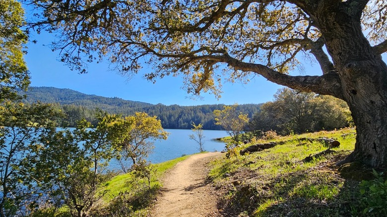 A trail surrounded by trees at Bon Tempe Lake in California