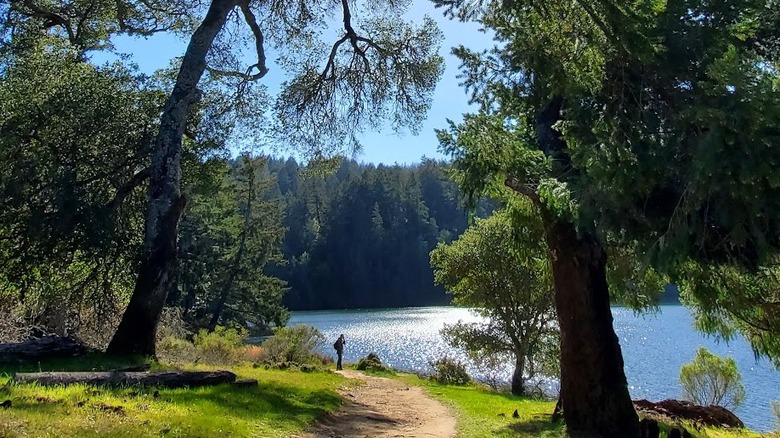 A person hiking a trail between two towering trees along the water at Bon Tempe Lake in California