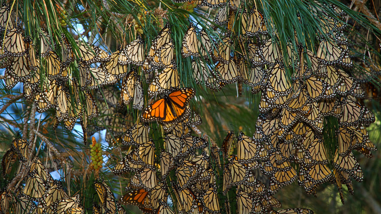 A cluster of monarch butterflies in California