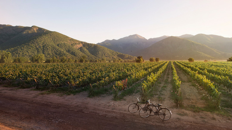 Bikes parked in front of a Napa Valley vineyard at golden hour