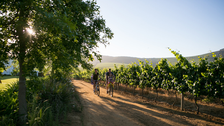 A young family riding bikes alongside a vineyard