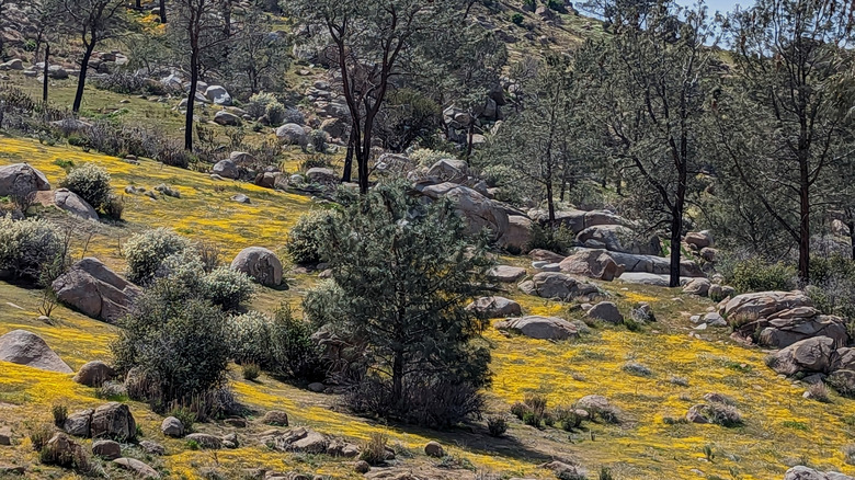 Spring flowers on the mountains around Lake Isabella