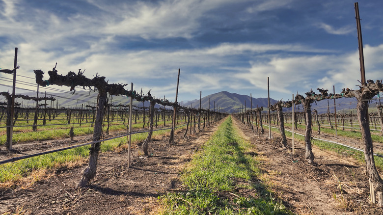 Greenfield, California vineyard leading towards mountains