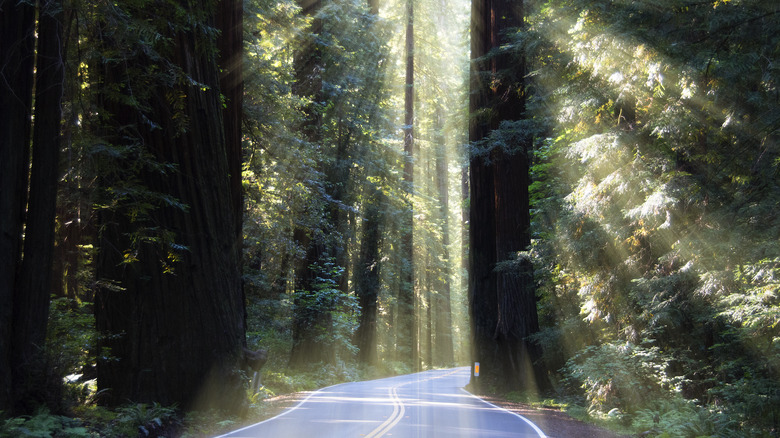 Humboldt Redwoods State Park in California