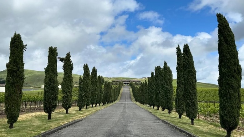 Tree-lined street that takes you to Sunrise Ranch Winery in American Canyon, California
