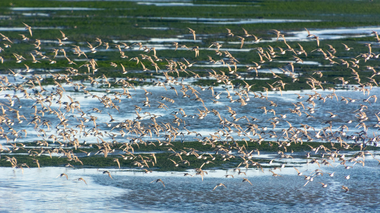 Thousands of wild birds flying together above the water during low tide in the wetlands of American Canyon, California