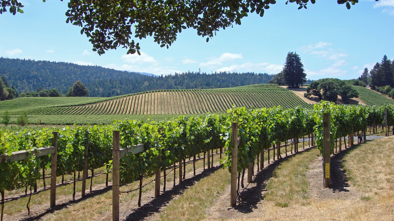 Rolling hills covered in rows of grapevines, redwoods, oaks, and dried grass in Anderson Valley, California