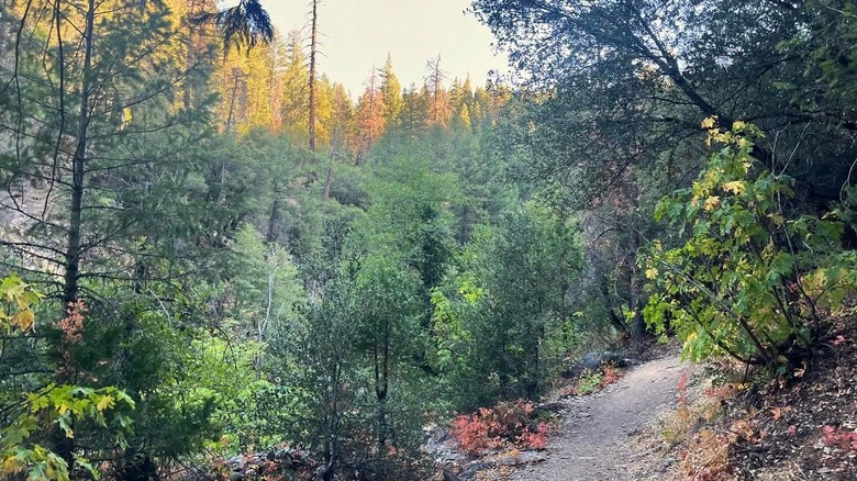 Cascade Trail in Plumas National Forest of Quincy, California