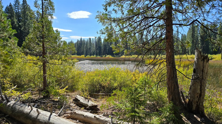 Lakes and trees along Madora Lake Trail