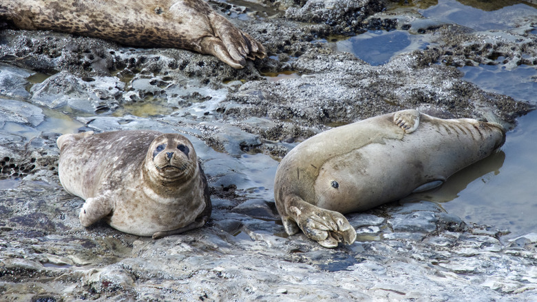 Three harbor seals lying on the rocks at Wilder Ranch State Park, in Santa Cruz, California.