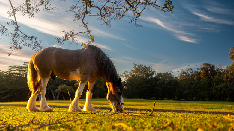 A Clydesale eats grass in the sun with a blue sky overhead