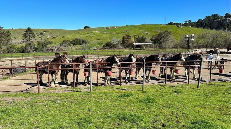 Clydesdale horses at Covell Ranch, California