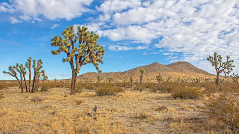 Joshua Trees in Saddleback Butte State Park, Mojave Desert, California