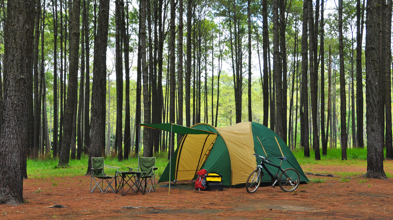 a tent camp set within a pine forest
