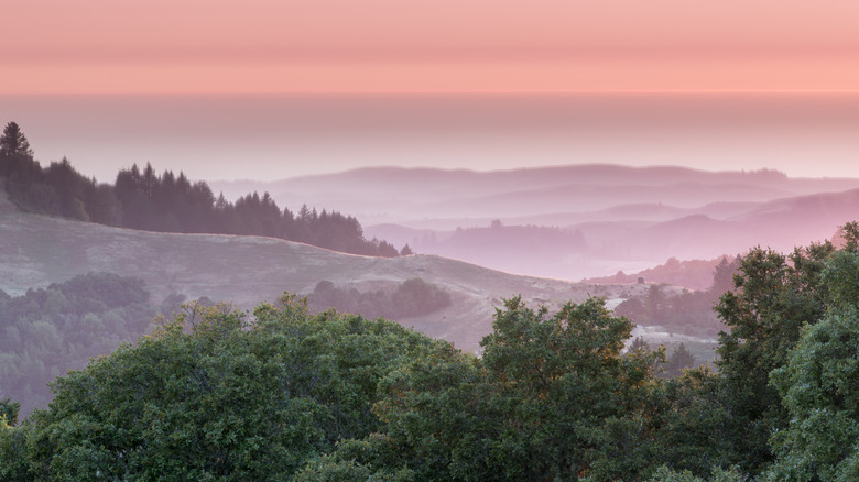 View of the hills in Russian Ridge Open Space Preserve