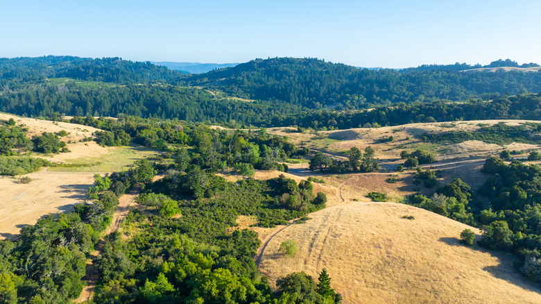 Aerial shot of trails past redwood trees and grassy fields with the Santa Cruz mountains in the distance.