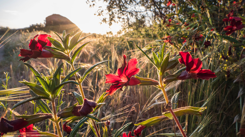 Wildflowers line the trail at Santa Susana Pass State Historic Park