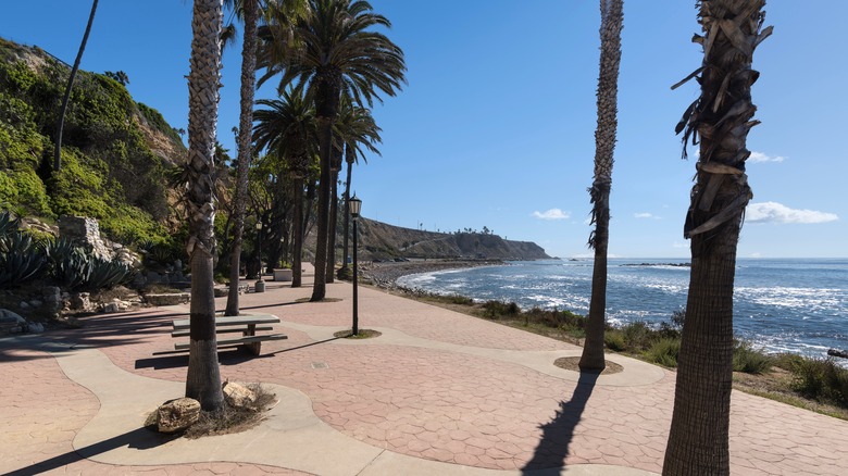 Palm trees along a path at White Point Park