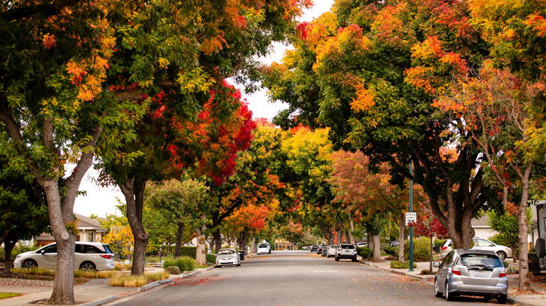 Autumn in the suburbs of Sunnyvale, California