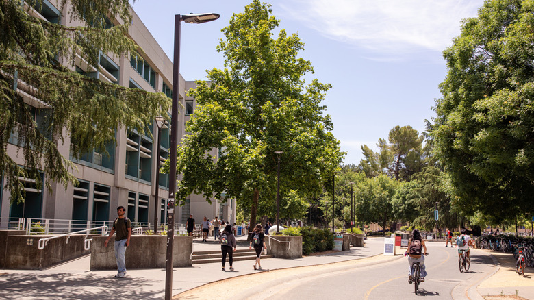 People riding bikes on a street UC Davis.