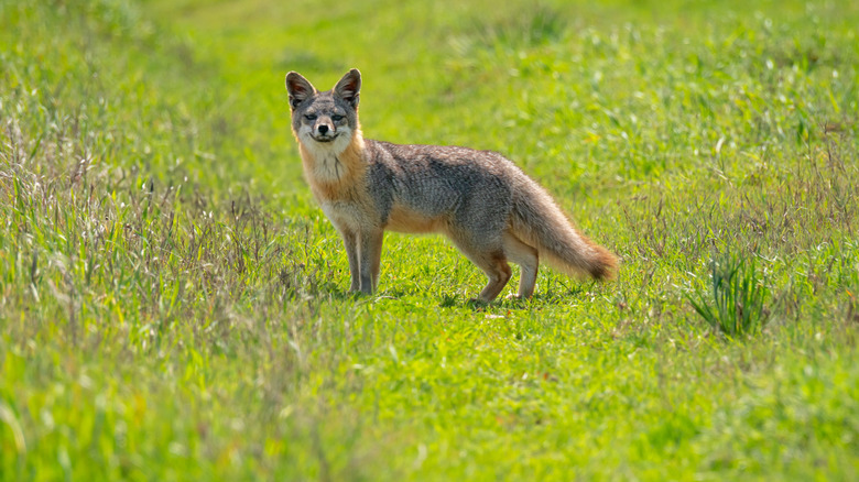 Island Fox in Channel Islands National Park