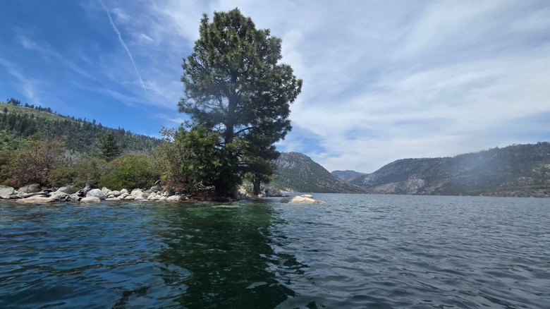 A tree in the middle of Cherry Lake.