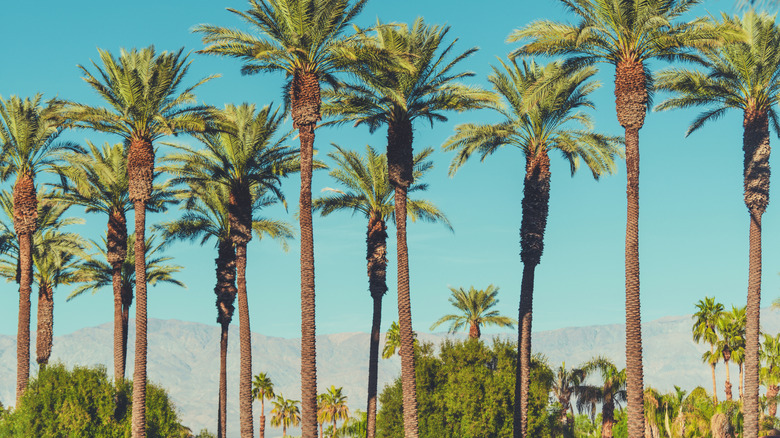 Palm trees in Coachella Valley near Palm Springs, California