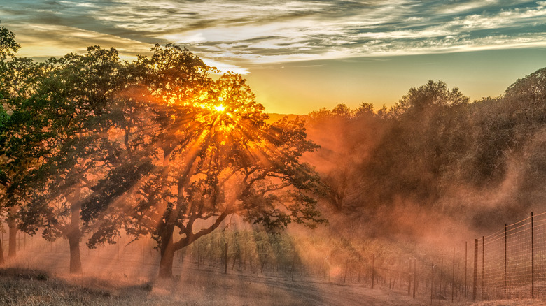 Sunset over a Sonoma County Vineyard near Cloverdale, CA