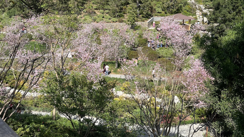 Cherry blossoms in bloom at the Japanese Friendship Garden, San Diego