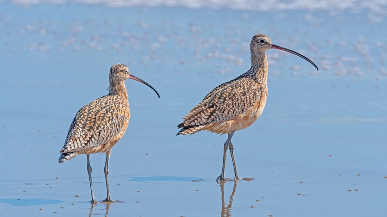 Two long billed curlews perched in wet sand at Limantour Beach