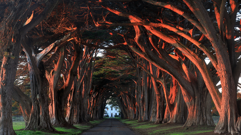 A cypress tree tunnel over a road at sunset and a white building in the background