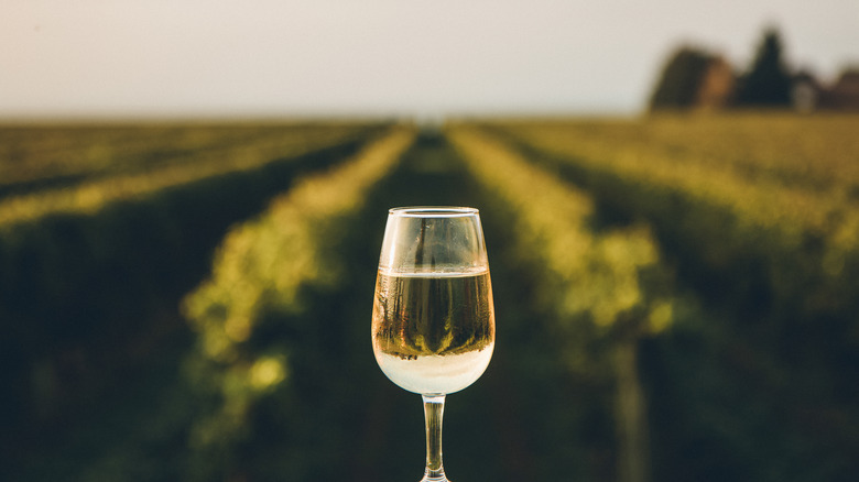 Glass of wine in front of a vineyard