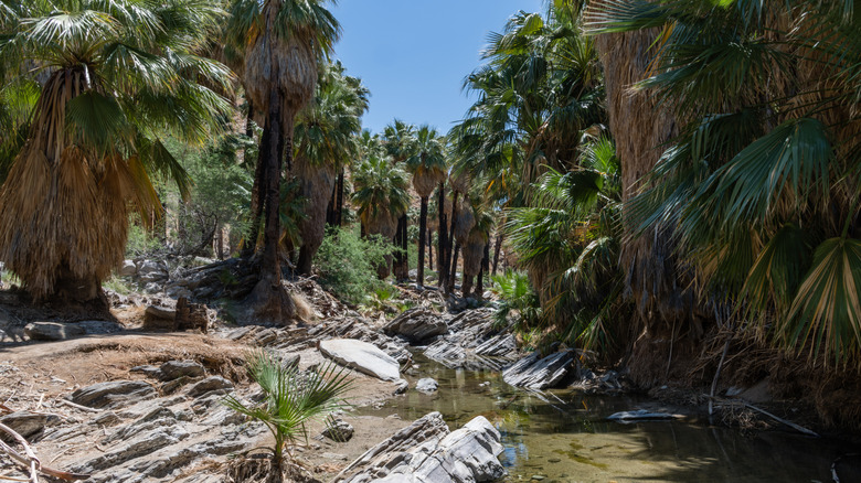 Palm trees tower over a creek in Palm Canyon