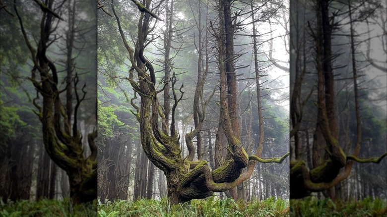 Ancient redwood shaped into grand candelabras at Shady Dell
