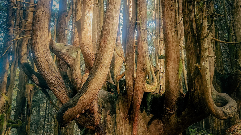 Close-up of a candelabra redwood tree in Shady Dell forest, along northern California's Lost Coast