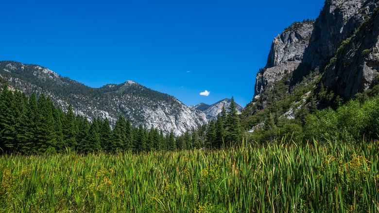 Zumwalt Meadow on a sunny day in Kings Canyon National Park