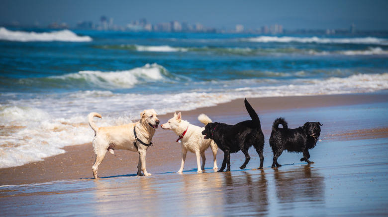 Four dogs playing in the surf at Huntington Dog Beach on a sunny day.