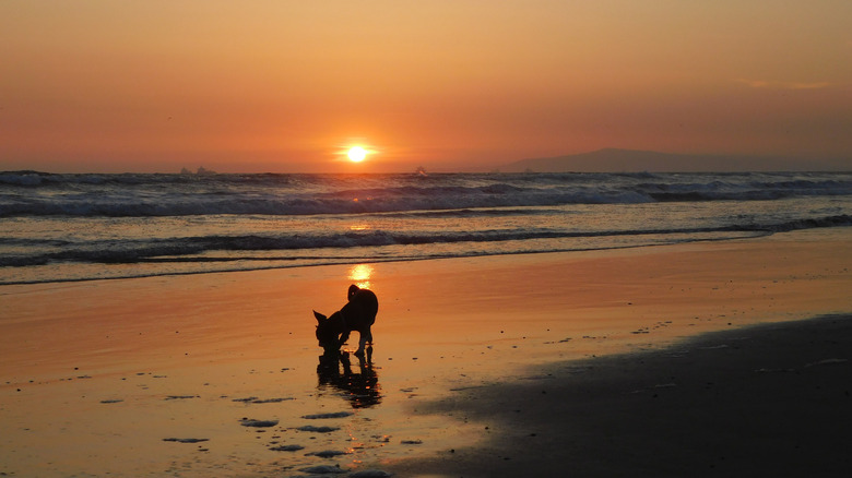 A small dog sniffs the sand at sunset at Huntington Dog Beach.