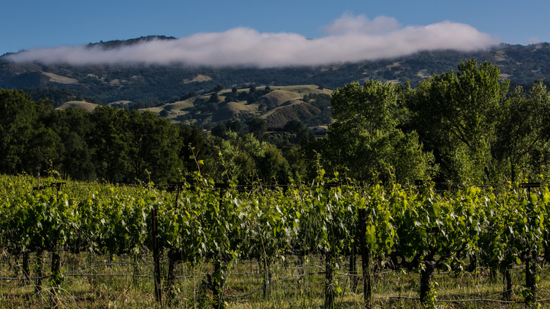 Rolling hills behind a vineyard in Hopland, California