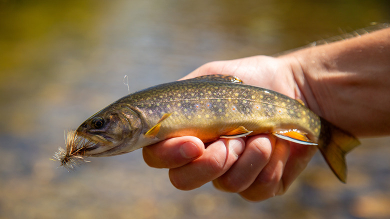 a fisher holds a brook trout with a fly in its mouth